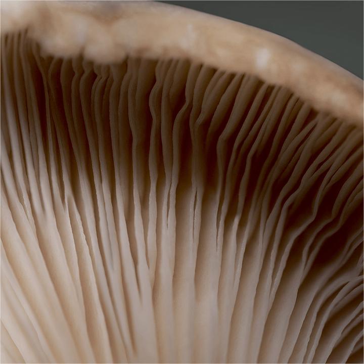 Image du produit Babor CleanFormance Crème antistress à base de champignons (50 ml, Crème 24h)