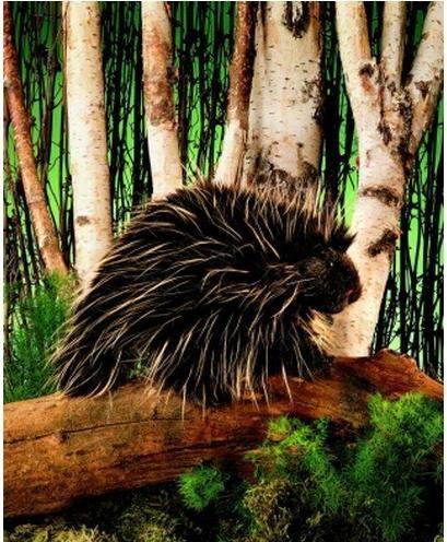 Actual product image Folkmanis Porcupine