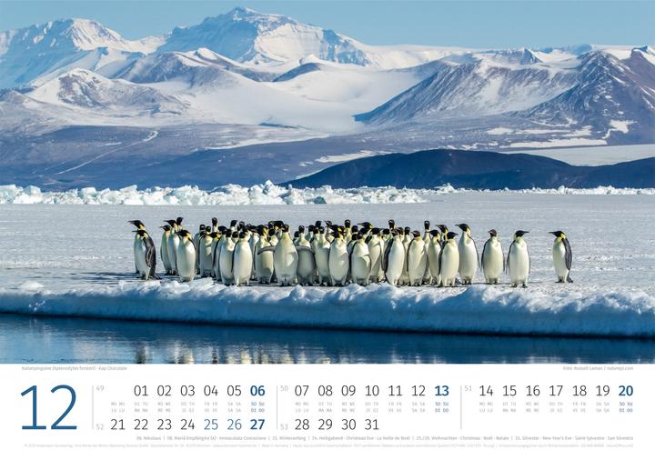 Produktbild Pinguine Kalender 2026