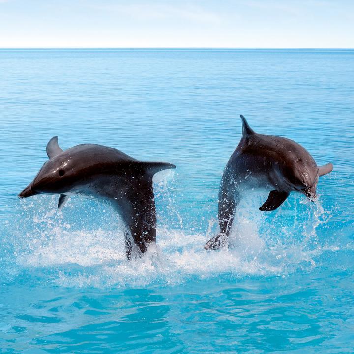 Produktbild Delfine/Dolphins 2026 (30 x 30 cm)