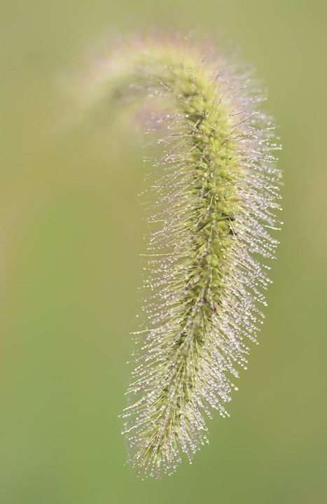 Actual product image Tamron SP 90mm f/2.8 Di MACRO 1:1 VC USD, Canon EF (Canon EF, Canon EF-S, full size)