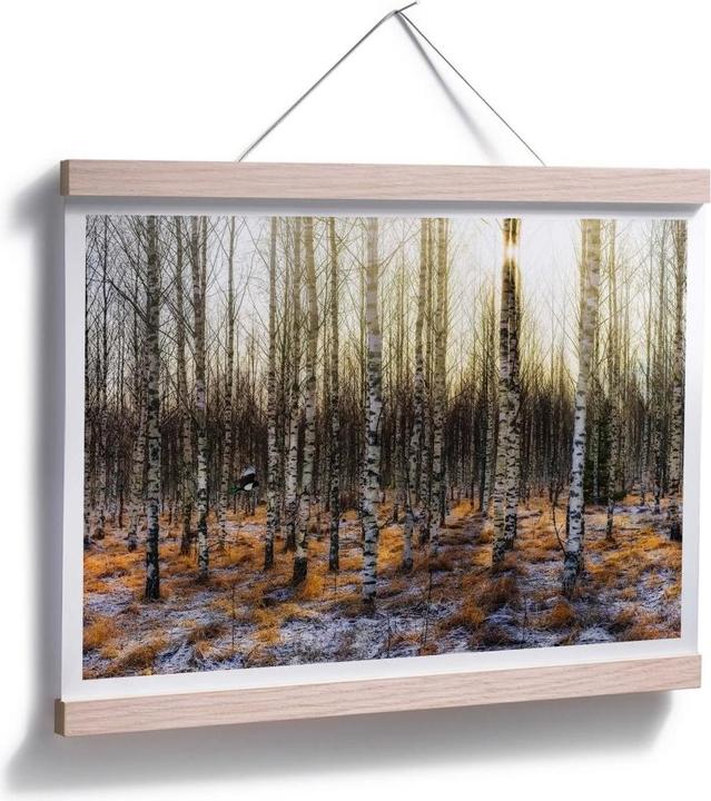 Image du produit Trenddeko Soleil dans la forêt de bouleaux (50 x 40 cm)