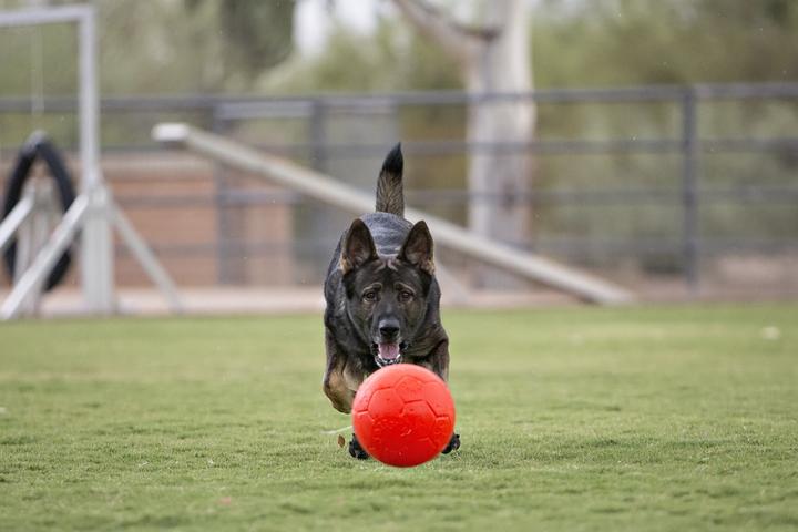 Produktbild Jolly Pets Jolly Soccer Ball Orange S (15 cm) (Ballspielzeug Hund)