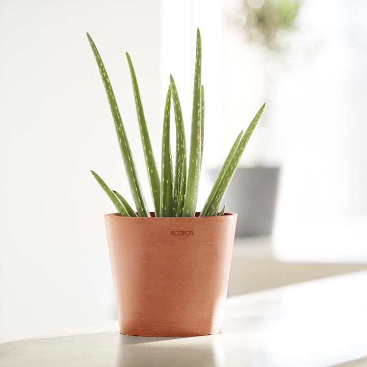 Actual product image Ecopots Amsterdam Mini (8 cm)