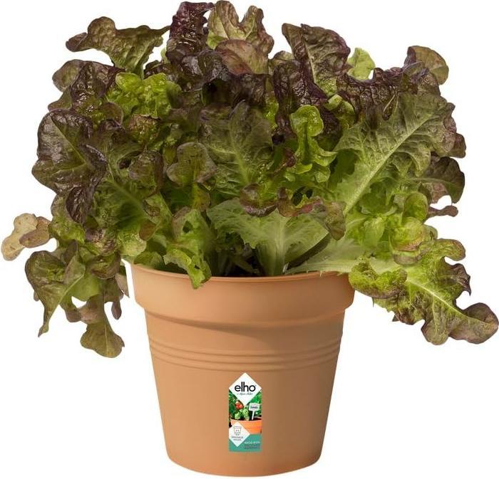 Produktbild Elho Green Basic (11 x 10 cm)