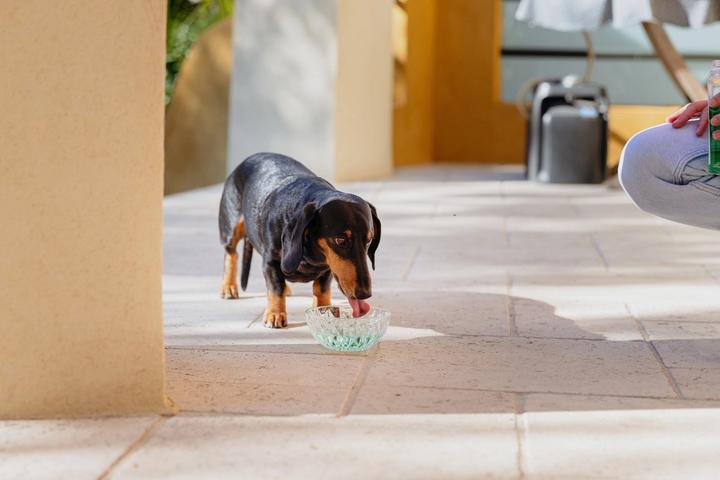 Immagine prodotto Virbac VET AQUADENT płyn do higieny jamy ustnej 250ml (Cane, Gatto)