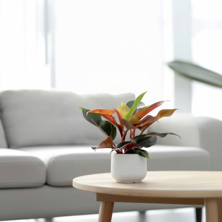 Actual product image Plant in a Box Philodendron Sun Light - Set of 2 Tree Lover (20 cm)