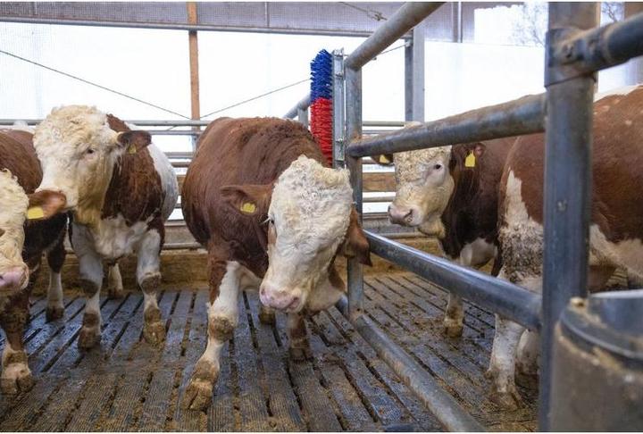 Actual product image Kerbl Scratch (90 cm)