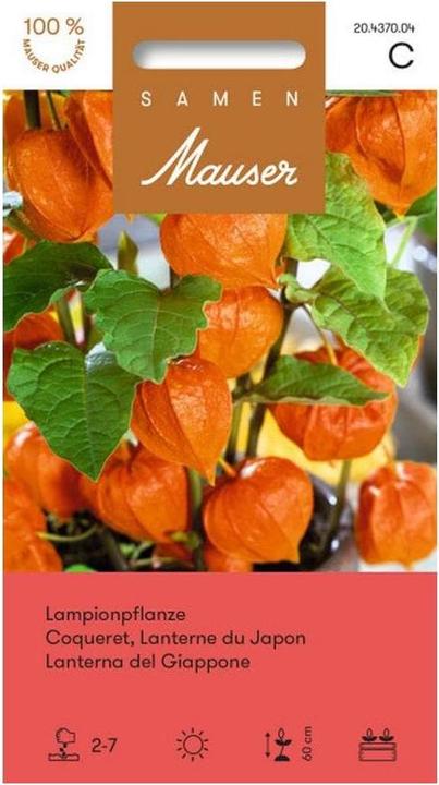 Image du produit Samen Mauser Lampionpflanze (Graines de plantes)