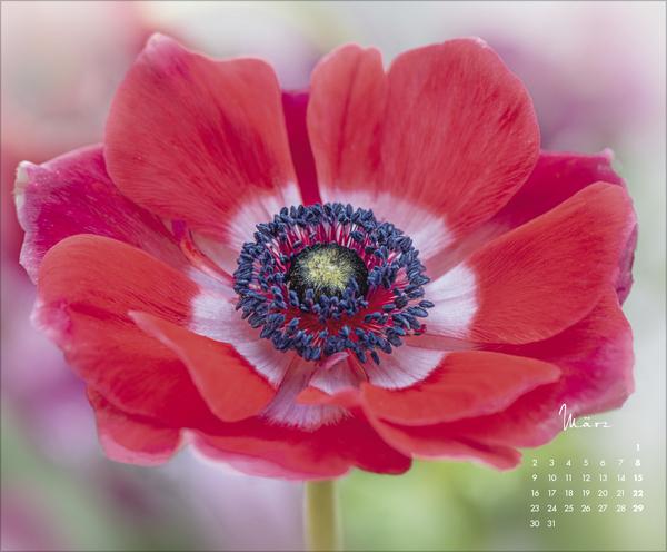 Produktbild FloralArt2026 (Querformat)