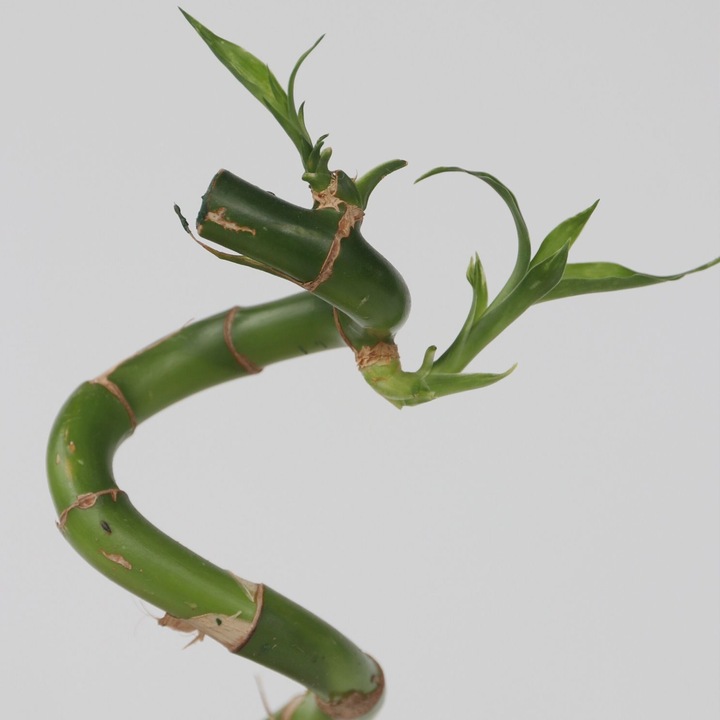 Immagine prodotto Plant in a Box Dracaena sanderiana - Set di 12 Lucky Bamboo (40 cm)