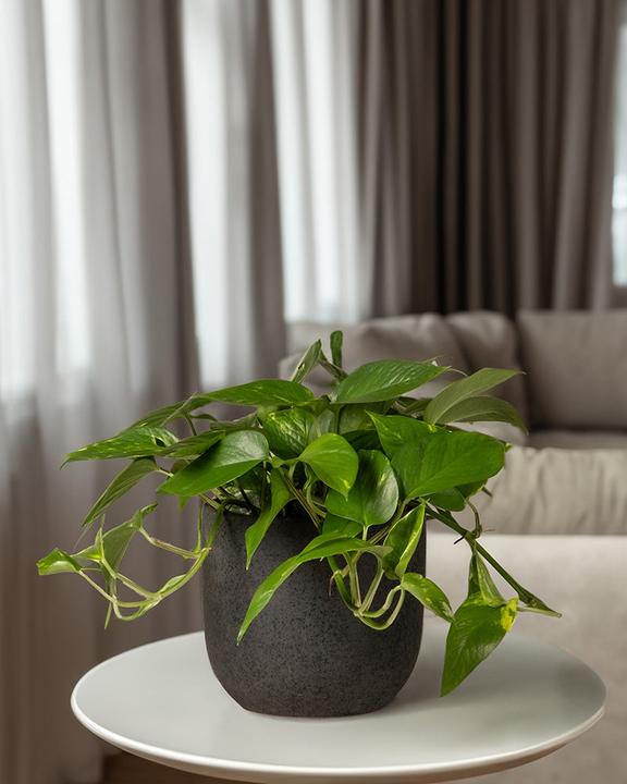 Produktbild feey Grosse Efeutute (45 cm, Frisch umgetopft)