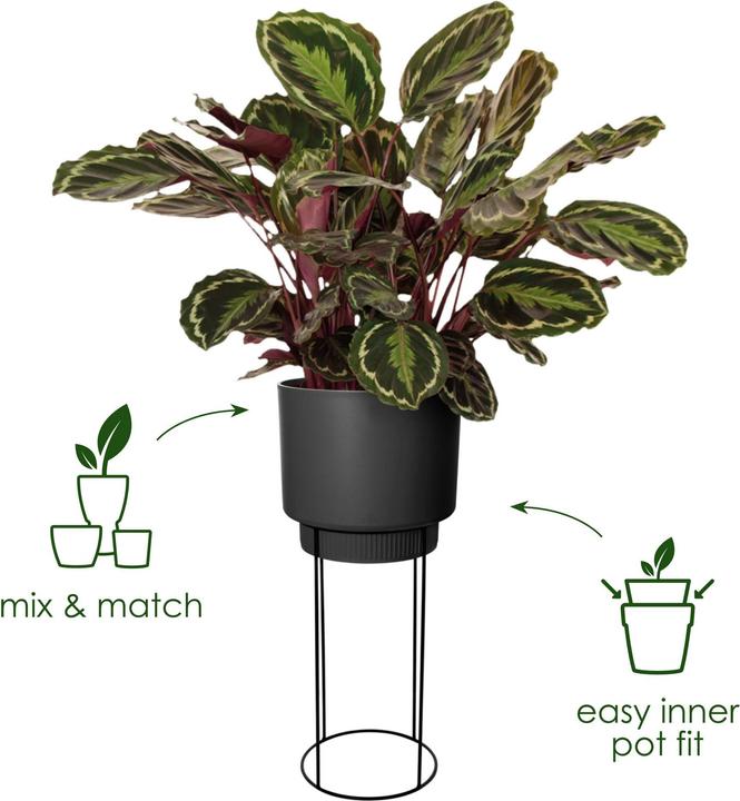 Immagine prodotto Elho B. per lo studio (22 cm)