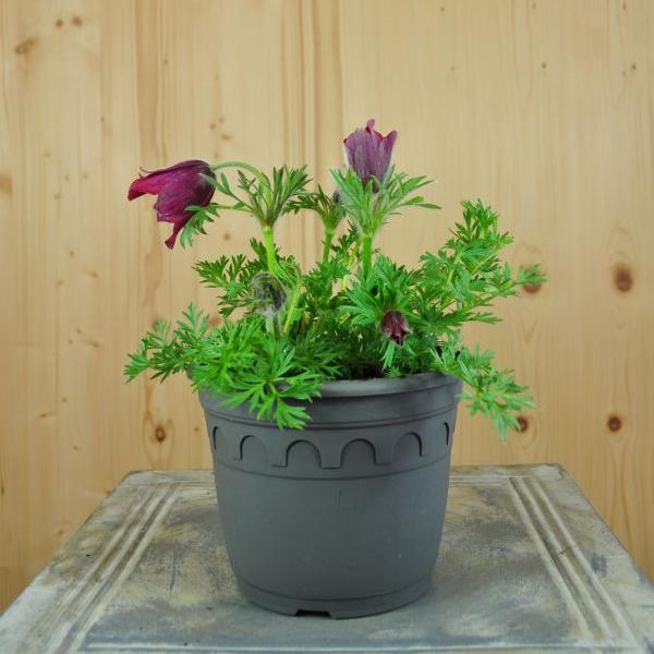 Actual product image Säntispracht Set of 3, The protected pasque flower - Pulsatilla vulgaris Red Shades