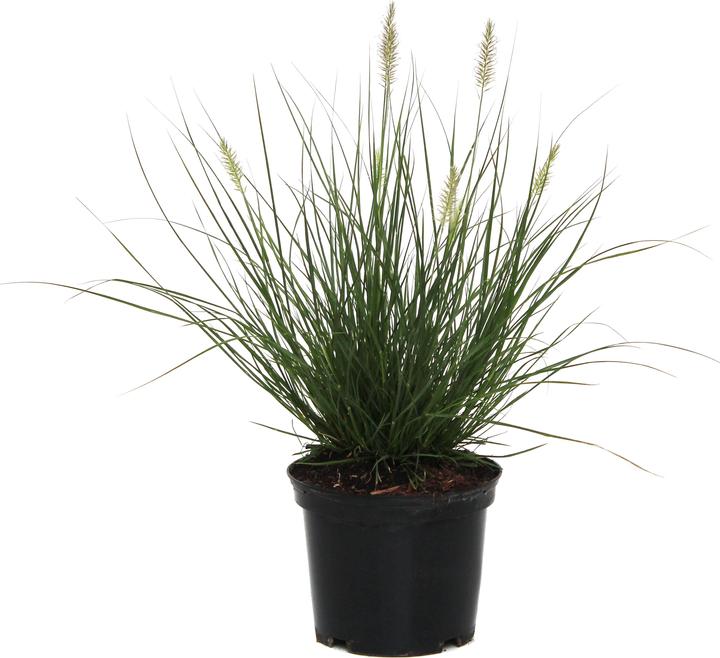Produktbild Zulauf Federborstengras / Pennisetum alopecuroides 'Hameln' (25 cm)