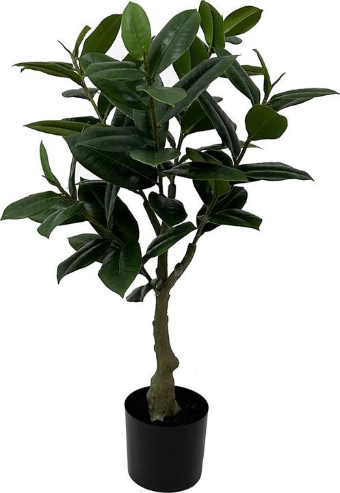 Immagine prodotto No Name Albero di gomma (69 cm)