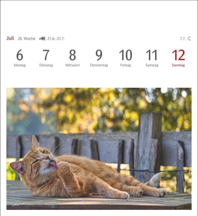 Actual product image Harenberg Katzen Postkartenkalender 2026 - Wochenkalender mit 53 Postkarten (Hardcover, German)
