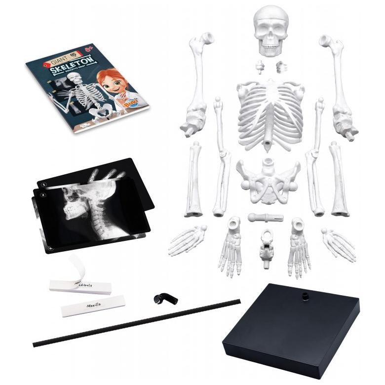 Thumbnail - Buki SQUELETTE 85 CM