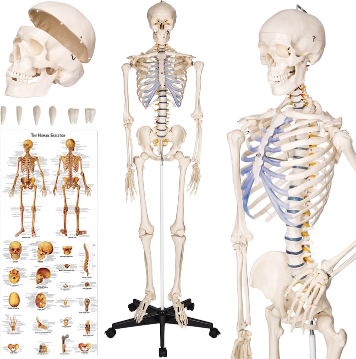 Immagine prodotto tectake Anatomia scheletrica