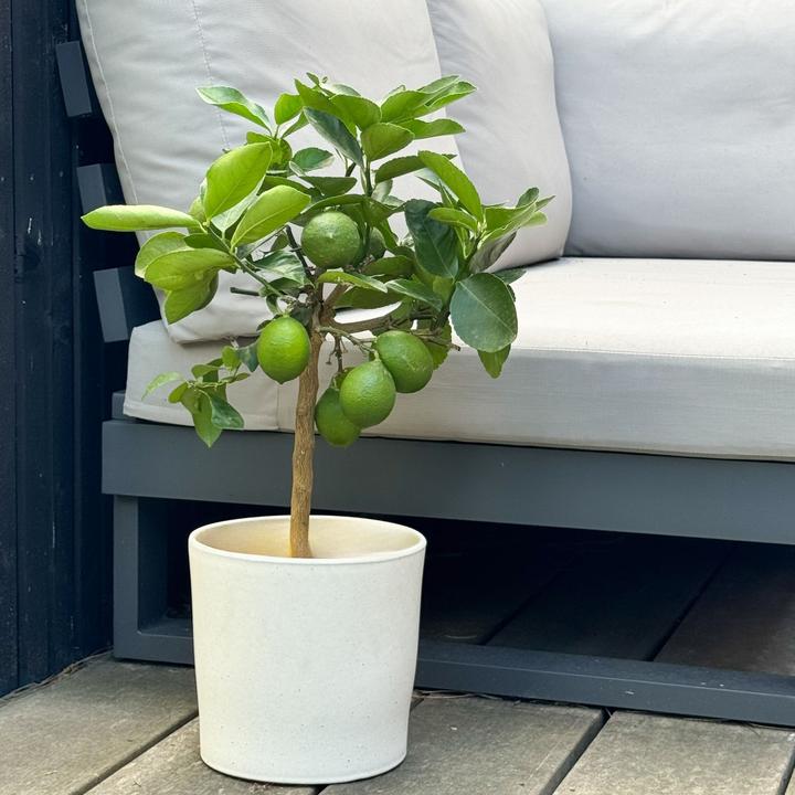 Immagine prodotto Plant in a Box Citrus Limon - Limone (70 cm)
