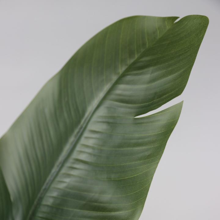 Immagine prodotto Plant in a Box Strelitzia - (160 cm)