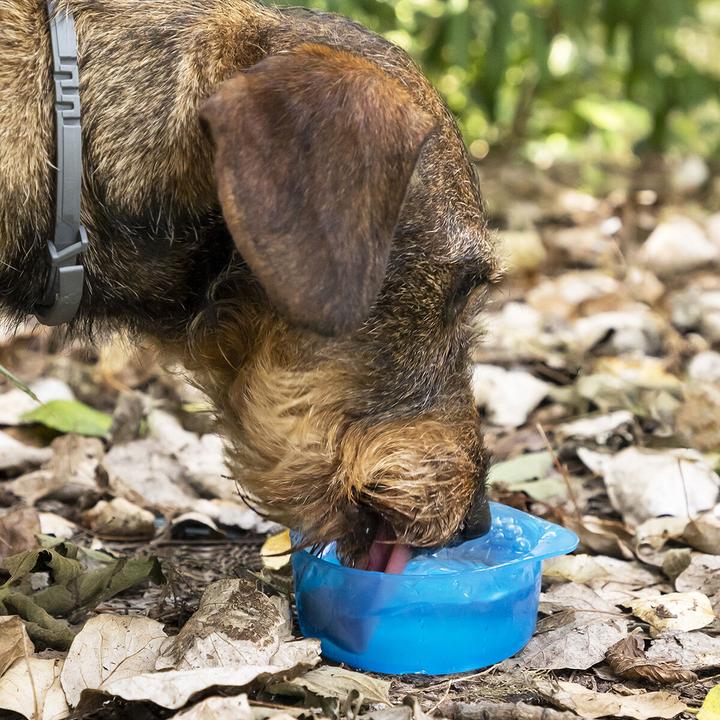 Actual product image InnovaGoods Portable water bottle and food bowl for dogs (0.30 l)