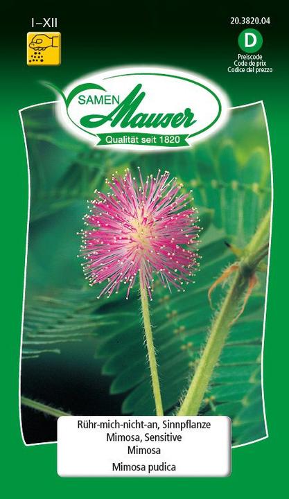 Samen Mauser Mimosa (Flower seeds)