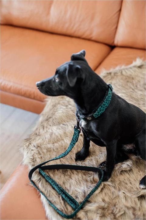 Produktbild Kentucky Dogwear Hundeleine Leopard