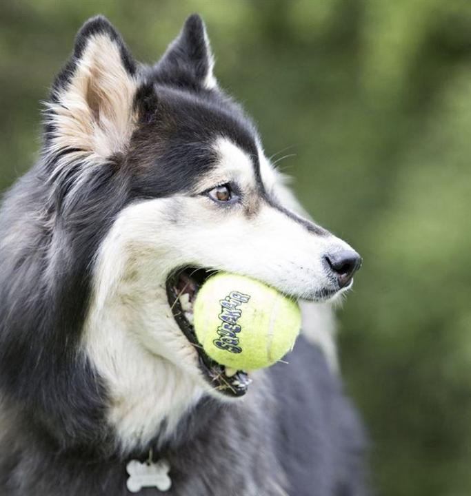Image du produit KONG Balle SqueakAir (Jouet à lancer chien)