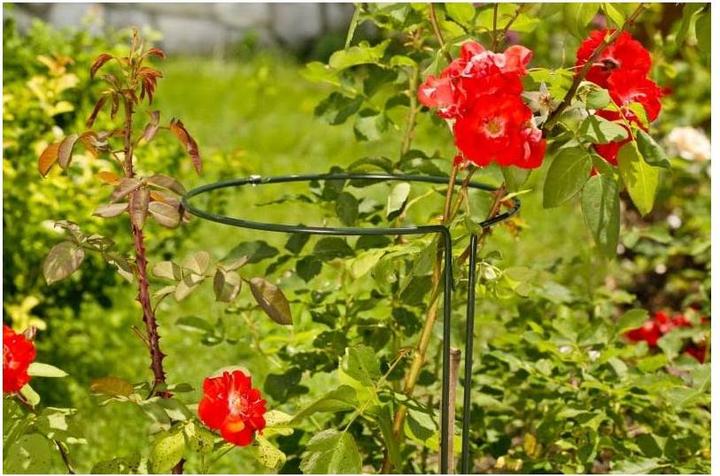 Immagine prodotto Windhager Sostegno perenne (100 cm, 30 cm)