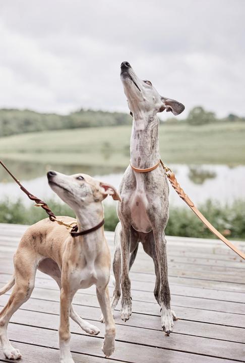 Immagine prodotto OYOY Zoo ZOO - Guinzaglio per cani Robin M/L - Choko (Z60053) (Cane, Generale)