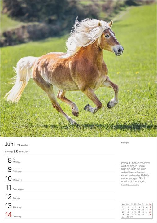 Produktbild Harenberg Pferde Wochenplaner 2026 - 53 faszinierende Fotografien