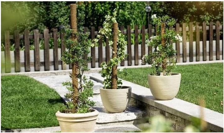 Immagine prodotto Windhager Pianta bastone di cocco (110 cm, 4.50 cm)