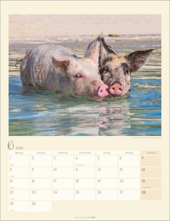 Produktbild Schweinchen Kalender 2026 (30 x 39 cm, Harter Einband, Deutsch)