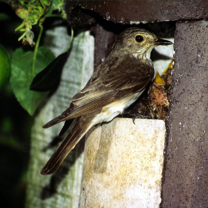 Immagine prodotto Schwegler Foro del nido