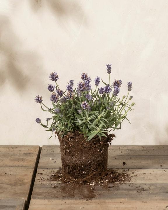 feey Lavendel (20 cm, Tierfreundlich)