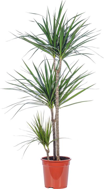 Immagine prodotto Flowerbox Gerandeter Drachenbaum - Dracaena marginata (120 cm)
