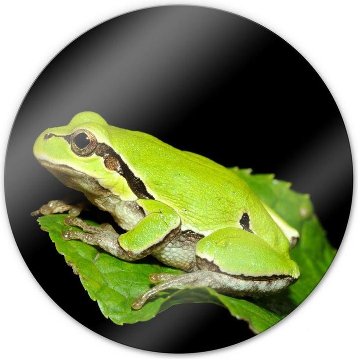 Produktbild Trenddeko Grüner Frosch - rund (Ø 50 cm)