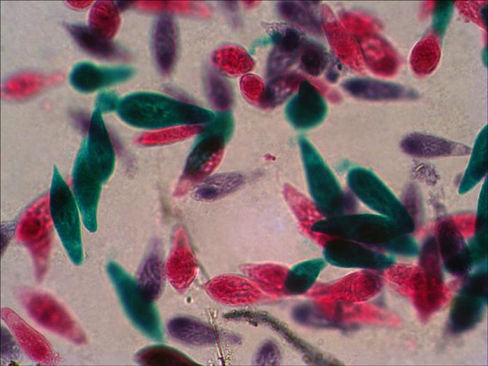 Actual product image Levenhuk N18 NG Slide Set