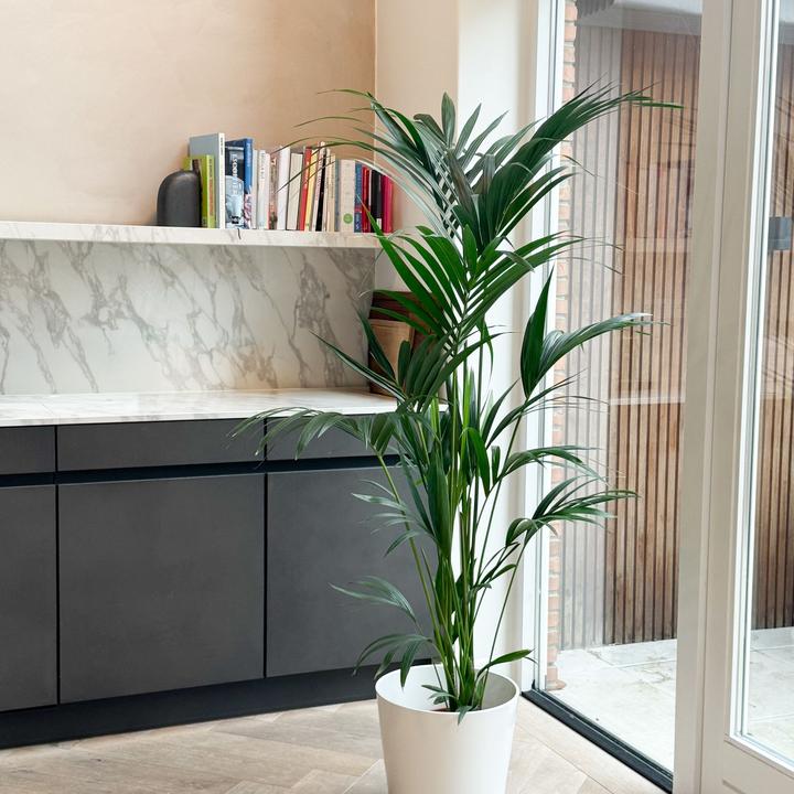 Produktbild Plant in a Box Howea forsteriana - Kentia Palme (130 cm)