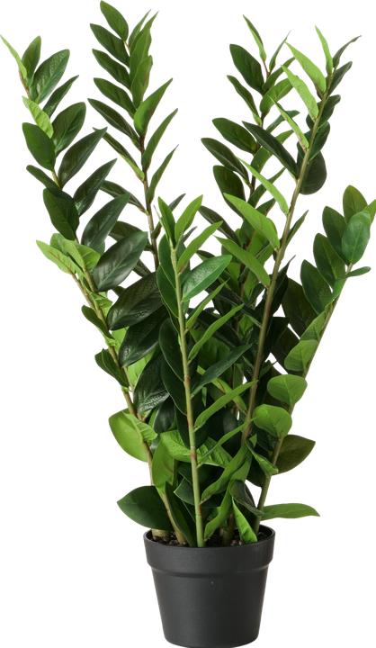 Boltze Home Zamioculcas (76 cm)