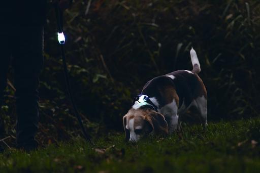 Produktbild Beeztees Safety Gear Leine (Hund, Allgemein)