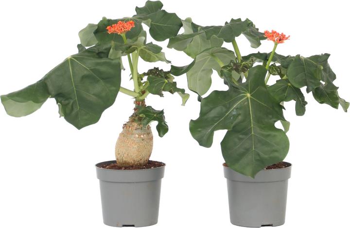 Actual product image Plant in a Box Jatropha Podagrica - Set of 2 Goutweed (25 cm)