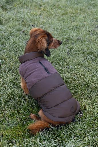 Productafbeelding Beeztees Hundemantel Wisti (XXS, Hondenvacht)