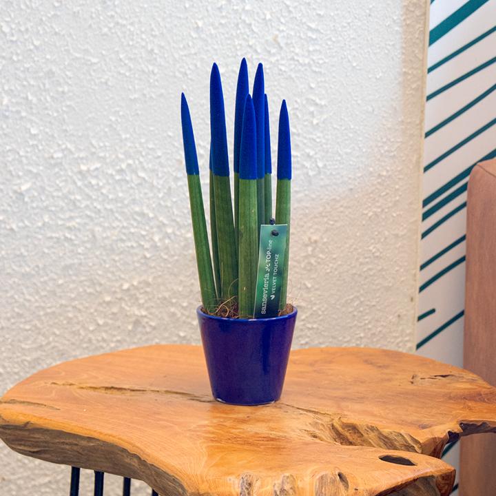 Produktbild Plant in a Box Sansevieria Cylindrica - Zylindersansevieria Velvet Touch (35 cm)