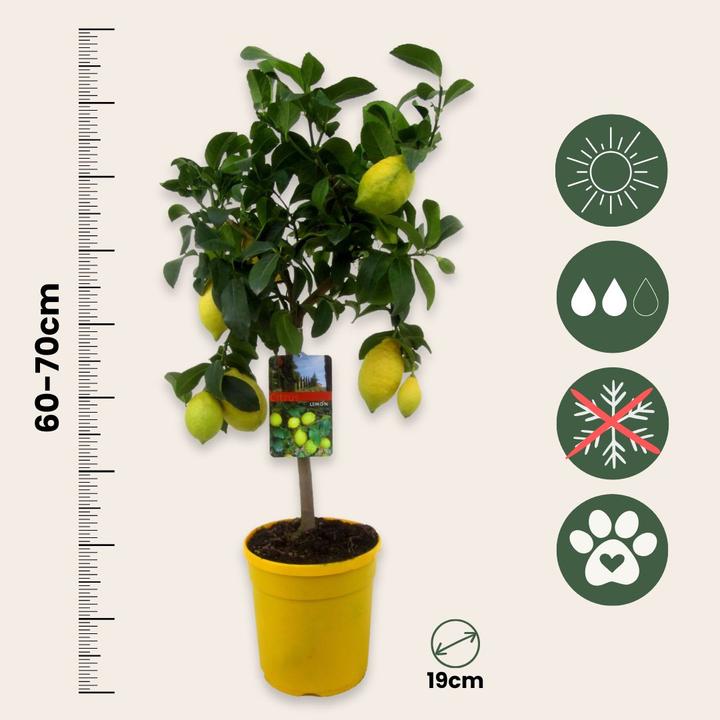 Produktbild Plant in a Box Citrus Limon - Zitrone (70 cm)