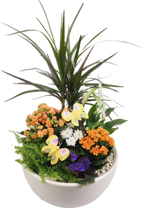 Immagine prodotto Migros Ostschweiz Fioriera grande piantata (46 cm)