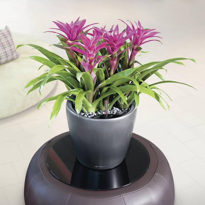 Image du produit Lechuza Classico (28.50 x 26 cm)