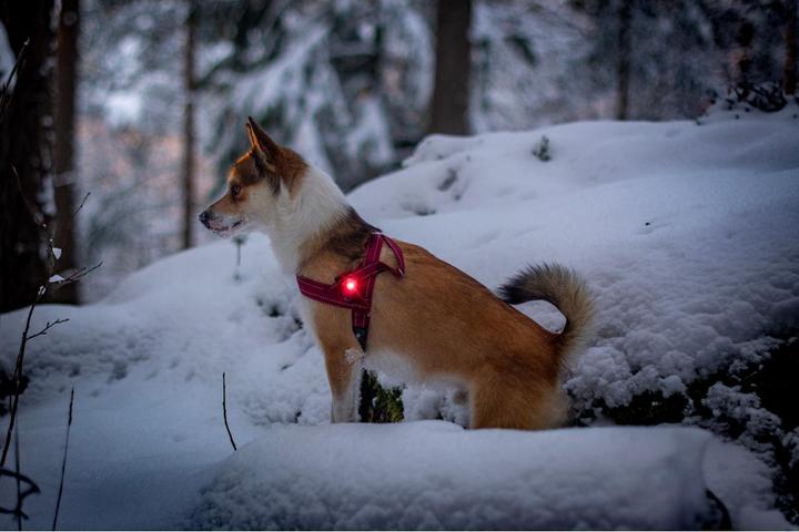 Image du produit Orbiloc Feu de sécurité double pour chien (Taille unique, Chien, Sport canin)