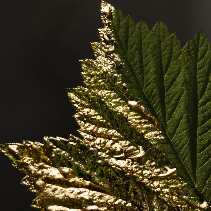 Immagine prodotto BOSS Absolu Intense (Eau de parfum, 100 ml)